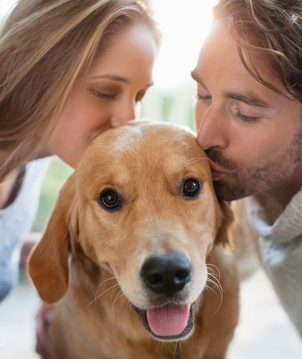 Evcil Hayvan Sigortası Görseli